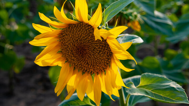 ФОТО: SVETLANA VOZMILOVA/GLOBALLOOKPRESS