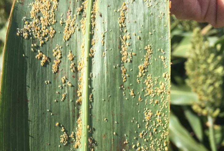    У сорго есть свой вид прожорливой и опасной тли