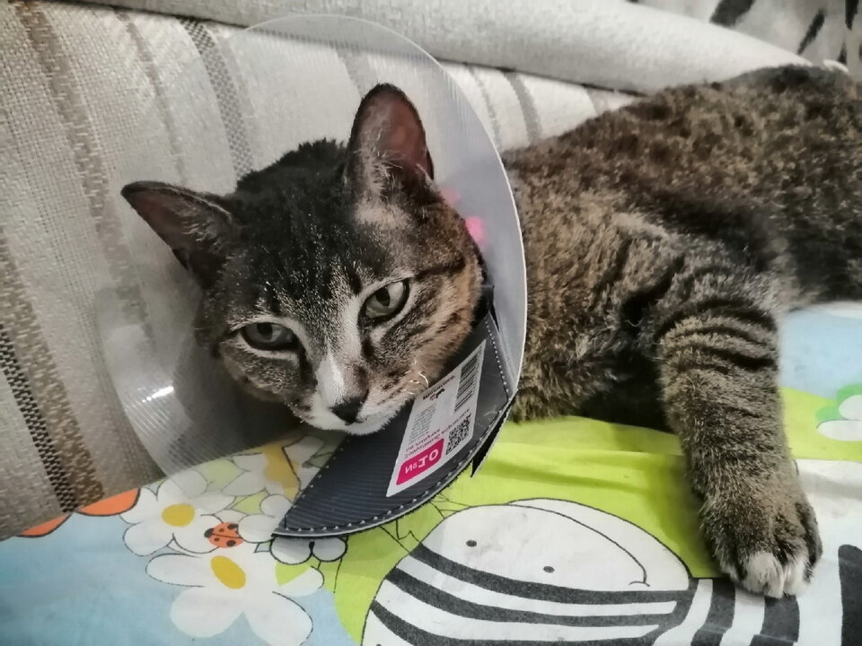 Кот Кузя, который выпрыгнул в окно 5-го этажа