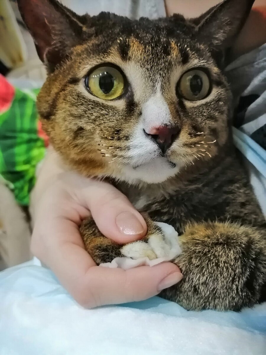 Кот стойко переносит все неприятные процедуры