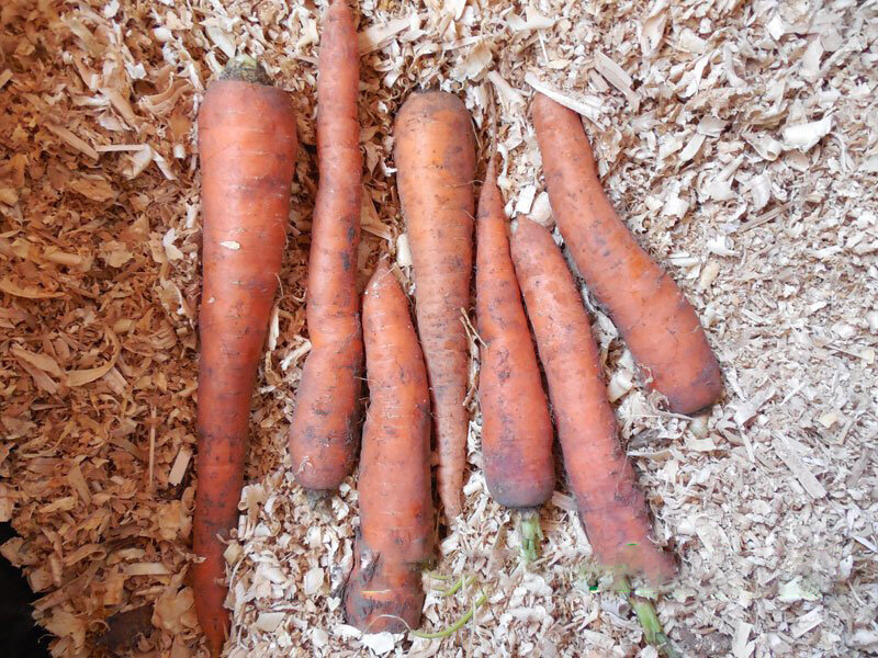 Как лучше хранить морковь. Хранение моркови. Хранение моркови в опилках. Морковь в опилках. Морковь стружкой.