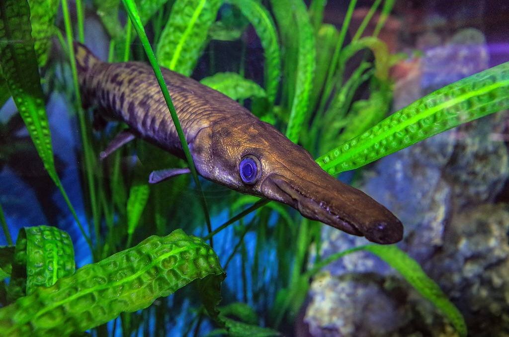 Обитатель аквариума