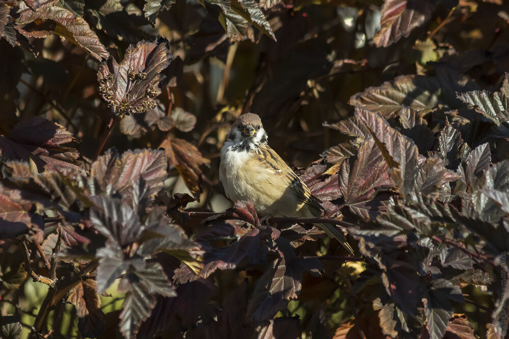 1. Полевой воробей © NickFW.ru — 11.10.2021г.