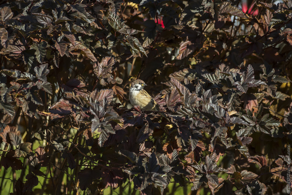 2. Полевой воробей © NickFW.ru — 11.10.2021г.