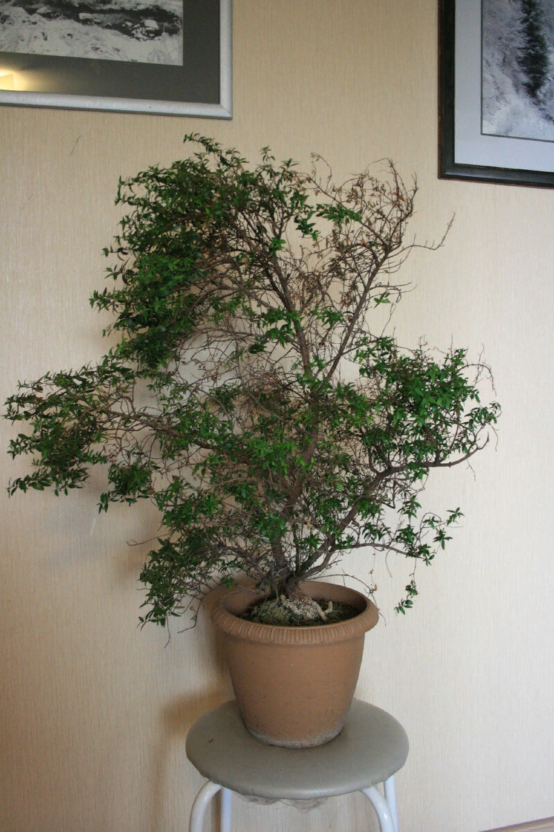 Стиль "Премьер-министр Борис Джонсон". Это он уже чуть оклемался и зазеленел.