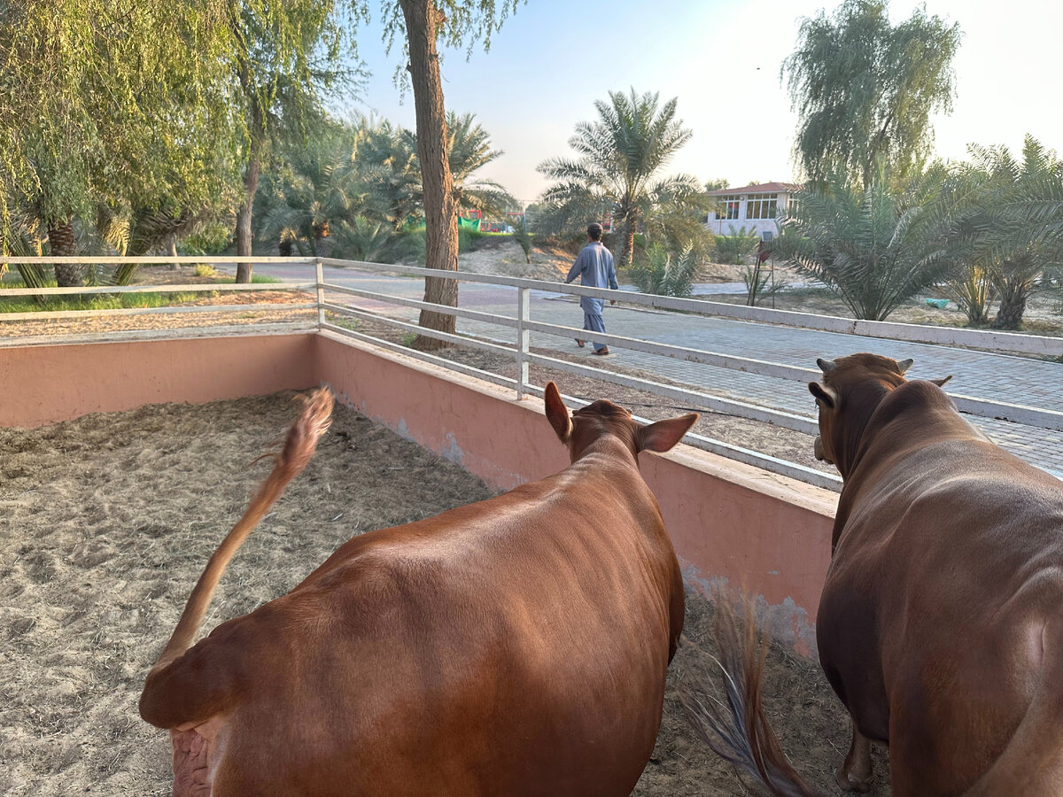 Wadi Al Amardi Farm в Дубае