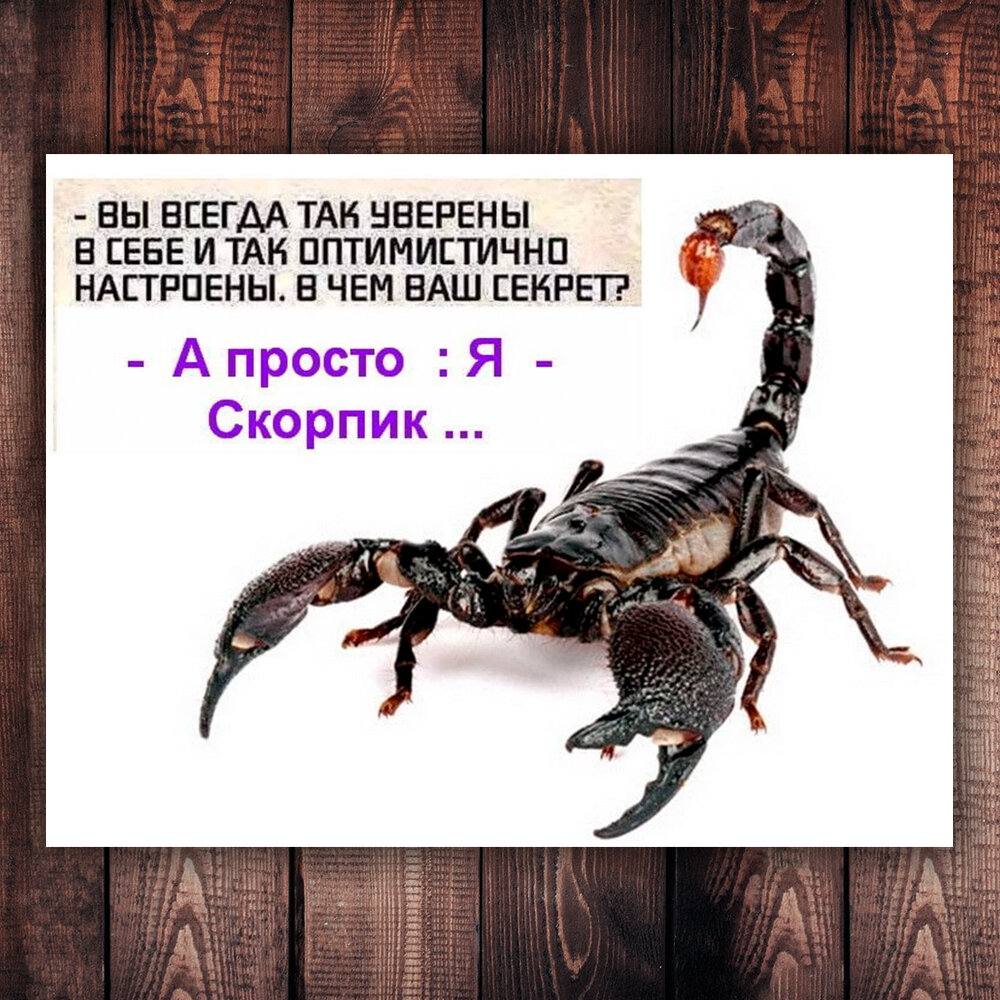 Каково это - быть Скорпионом? Когда тебя вечно недолюбливают даже те, кто  не верит в гороскопы | Степан Корольков~Хранитель маяка | Дзен