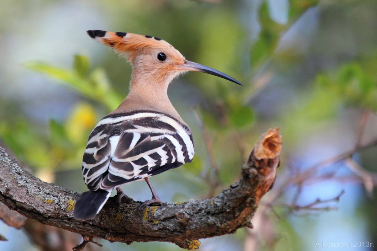 Донцов птица. Синеголовый Удод. Удод Upupa Epops Linnaeus, 1758. Удод Крымский. Речной Удод.