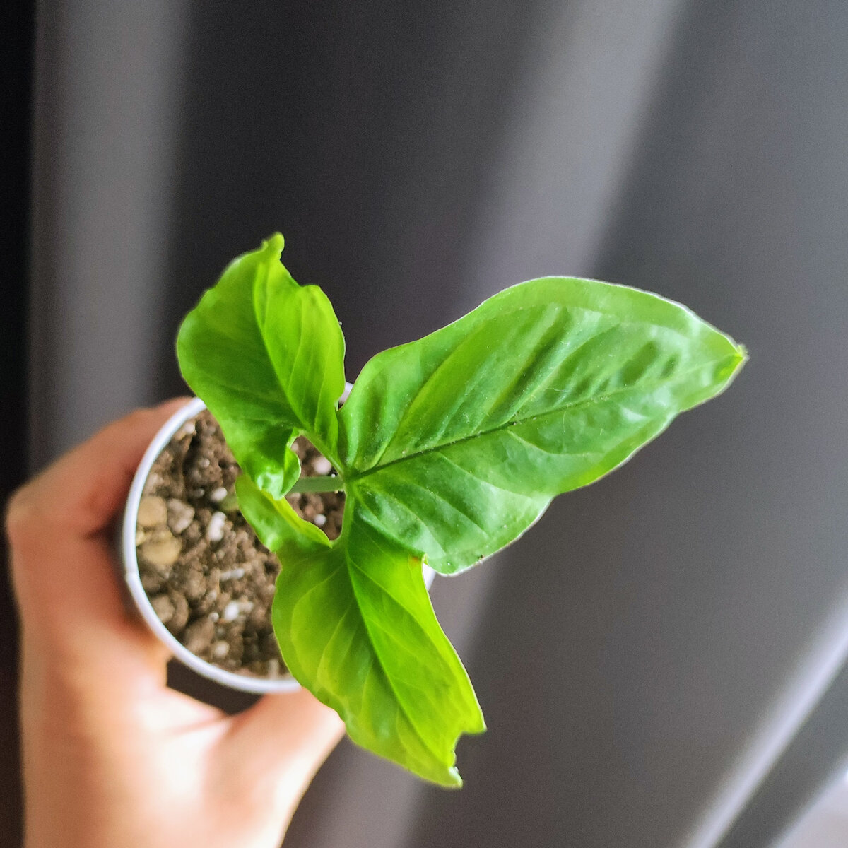 Ушковатый. Это уже деленка на объявление. Было два листа