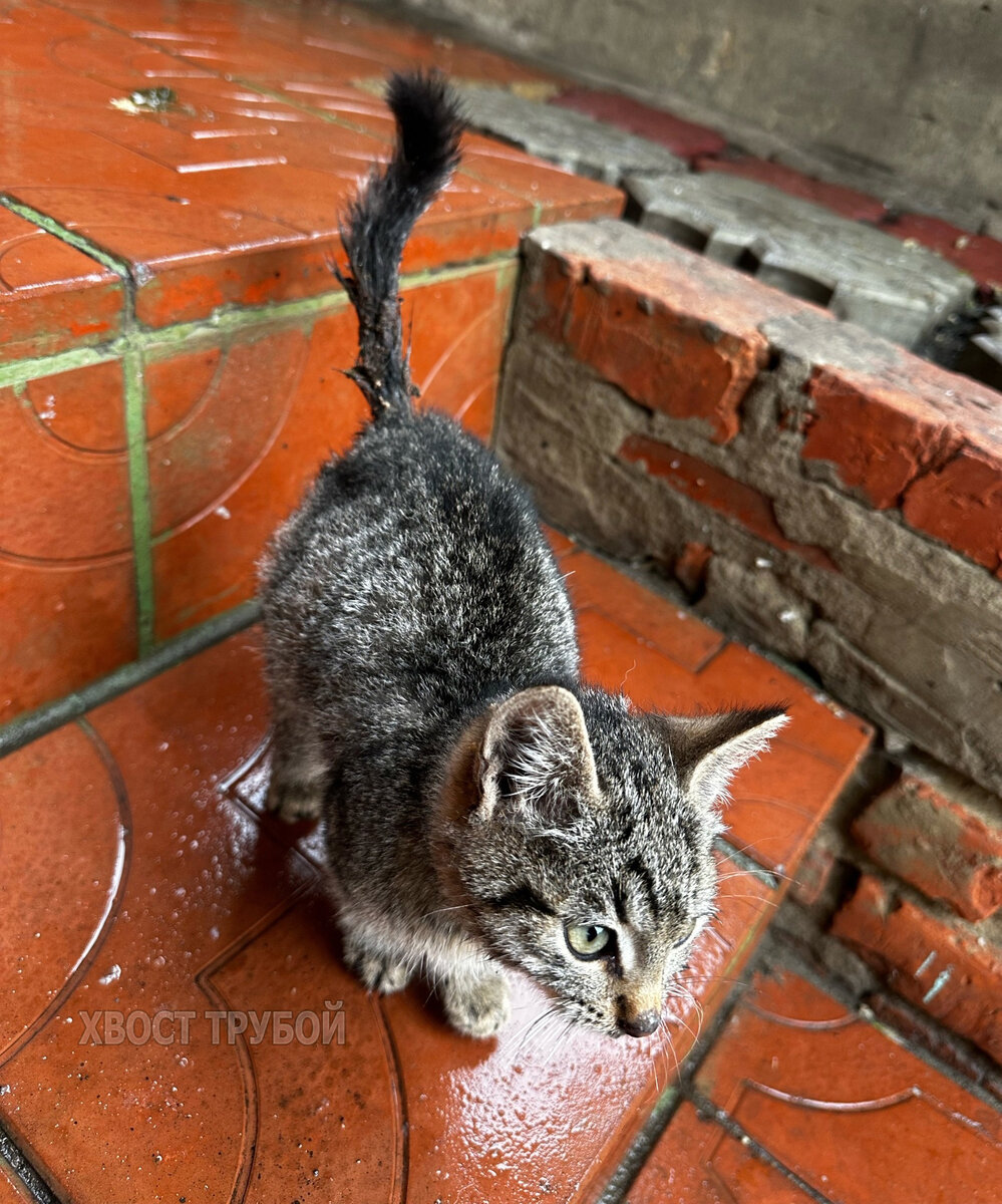 Котёнок на тоненьких лапках ковылял от двора ко двору в надежде кому-нибудь  понравиться. Но его 