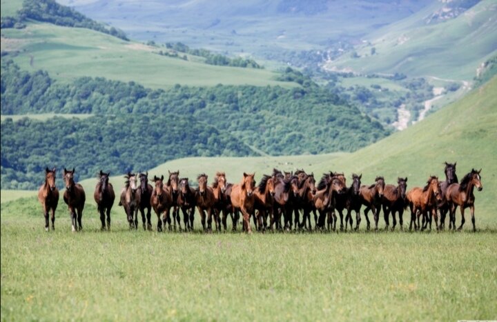 Тюрок на коне и кони в горах Урала, из интернета.