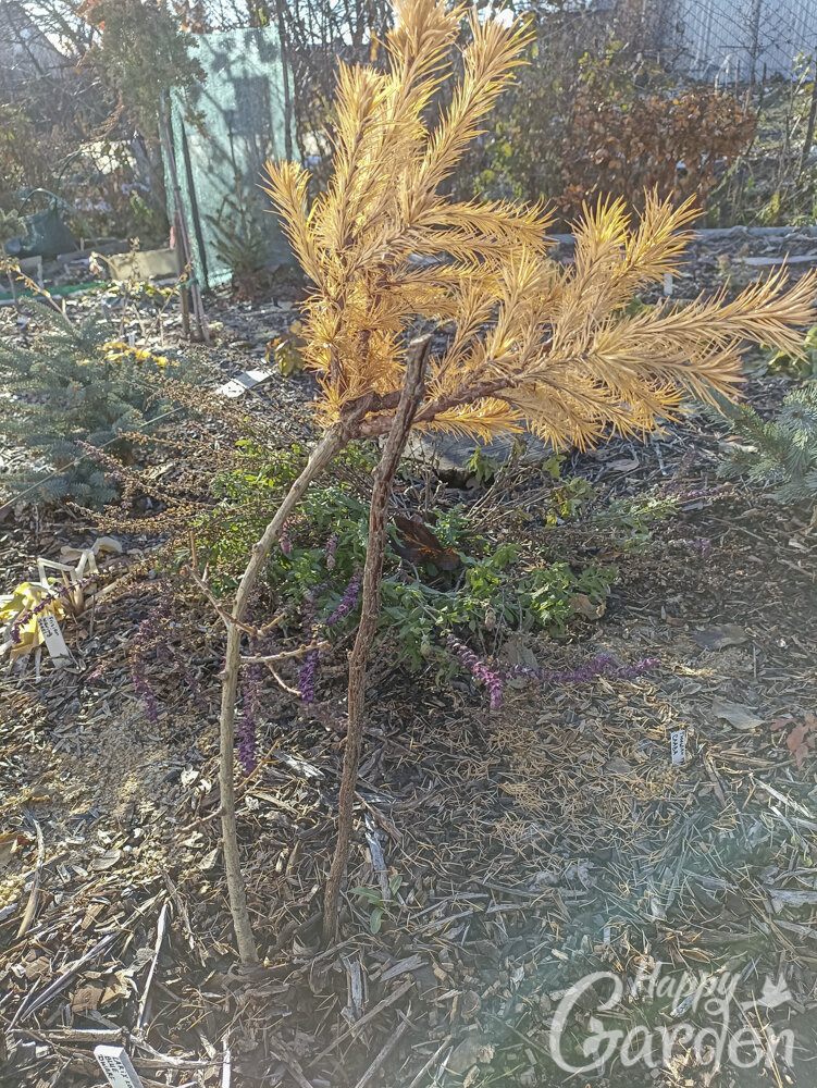 Larix Kaempferi 'Blue Dwarf' на штамбе уронила голову