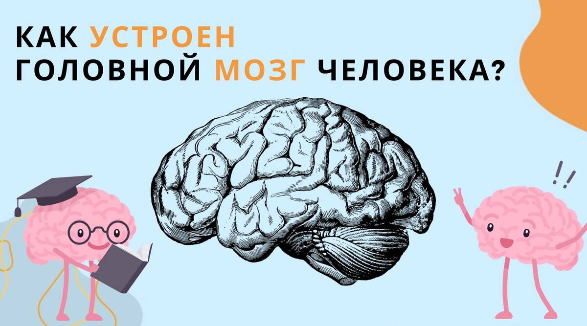 Мозг, Великий и Ужасный. Как устроен головной мозг человека? | Биология с  Марией Семочкиной | Дзен