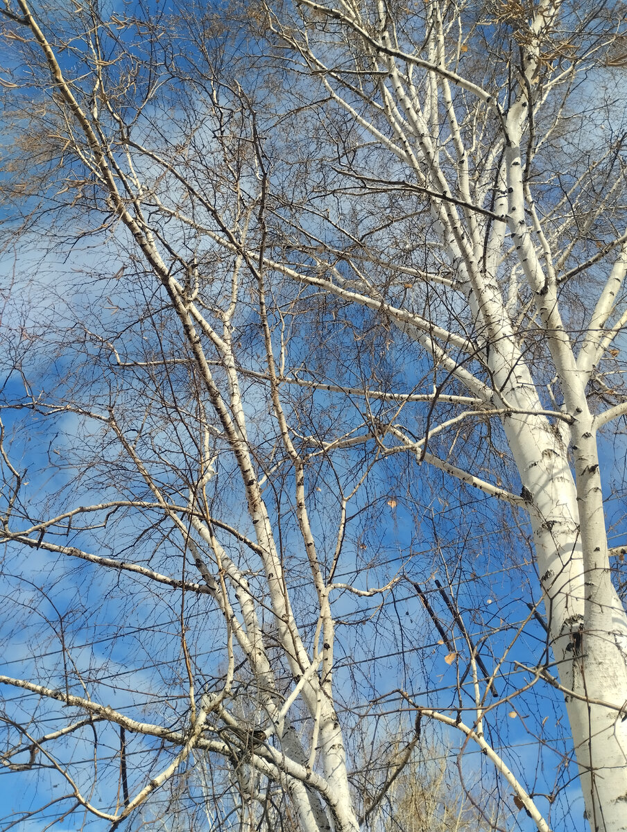 Чистого вам неба.. Фото автора.. 