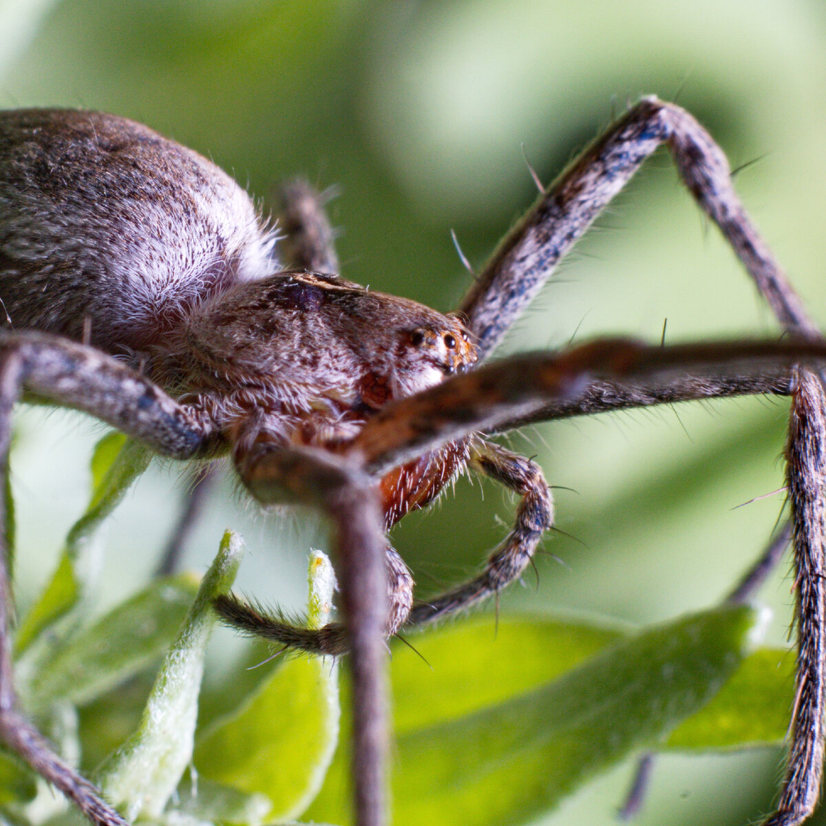 Пизаура удивительная (лат. Pisaura mirabilis)