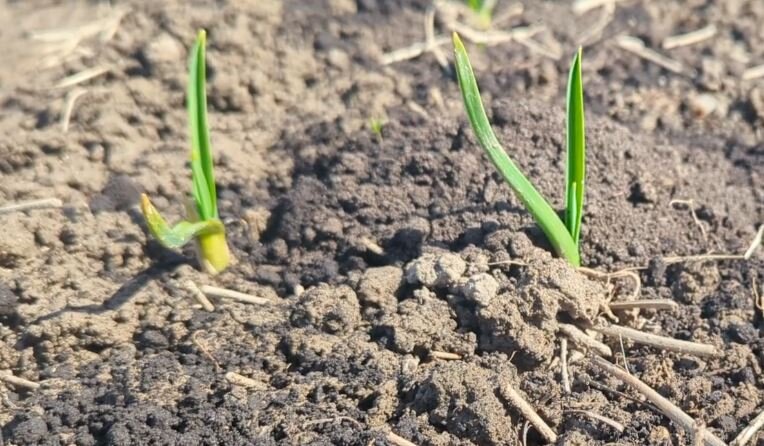 Чтобы все по чесноку - Нижегородские новости