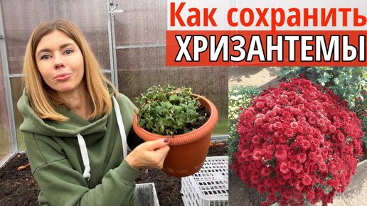 Descargar video: Четыре способа, как сохранить хризантему мультифлора зимой