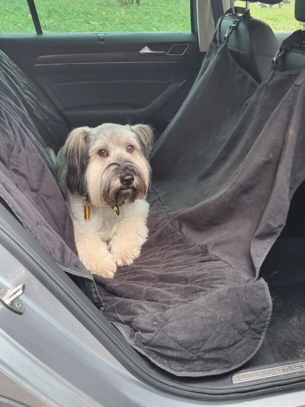 Наш питомец Лахен в автомобильном гамаке. Здесь и далее в галерее фото из личного архива моей дочери. Опубликовано с разрешения автора