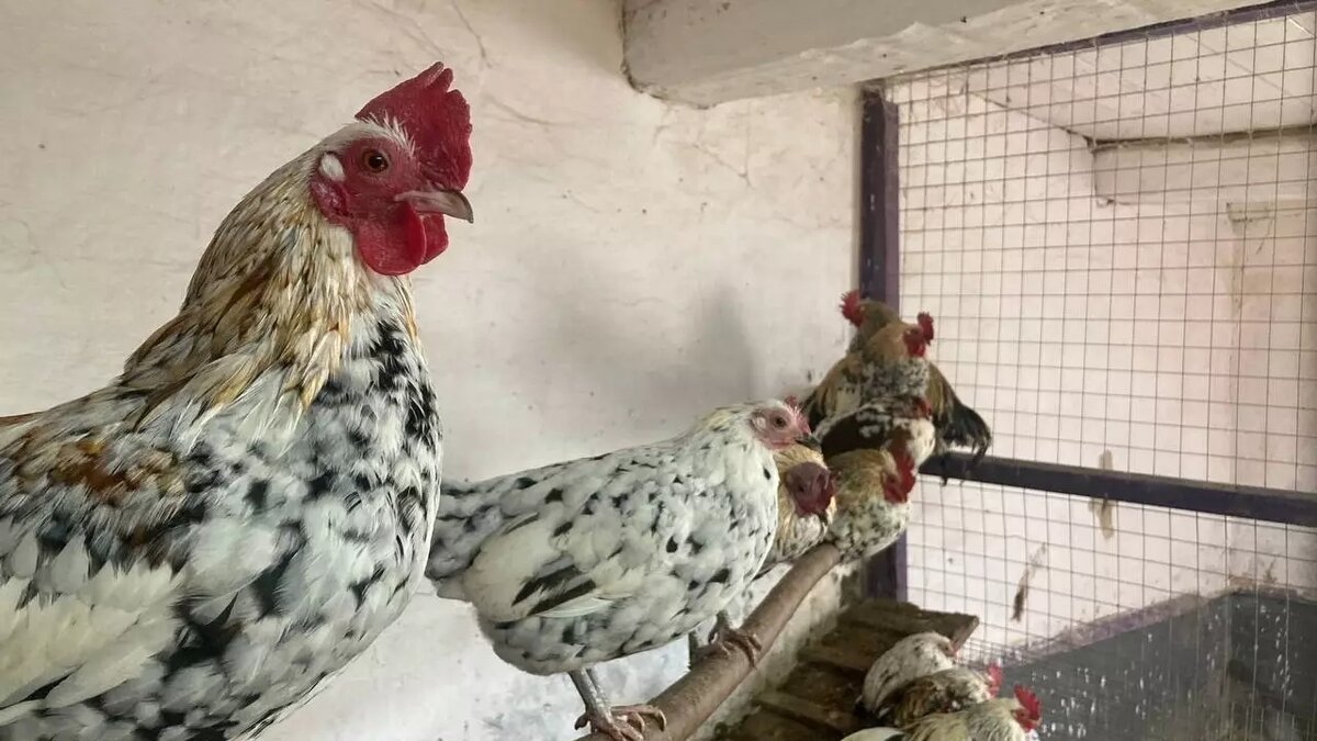     В Татарстане поголовье крупного рогатого скота на конец сентября 2023 года насчитывало 905,8 тысячи особей. Об этом говорится в данных Татарстанстата.