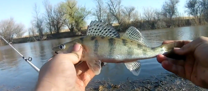  БЁРШ или ВОЛЖСКИЙ СУДАК 