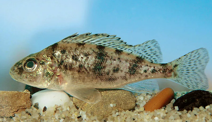 ЁРШ БАЛОНА или ЧЁРНЫЙ ЁРШ (лат. Gymnocephalus baloni)