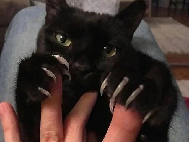 Видна длинная прозрачная часть когтя, нужен маникюр 