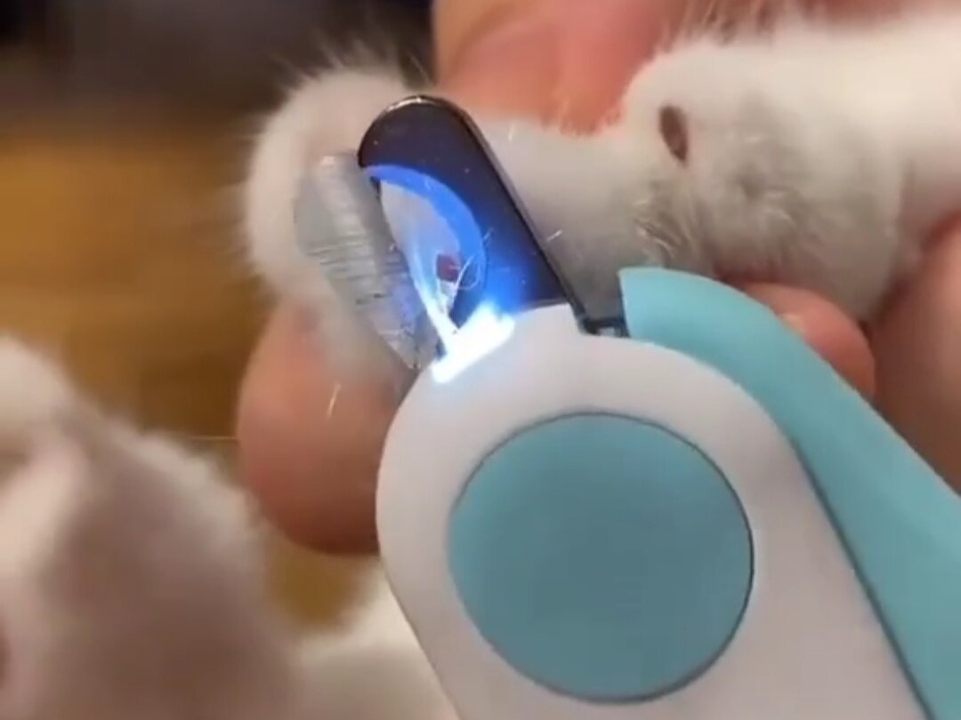 Есть когтерезки с подсветкой когтя