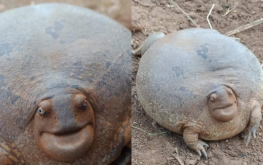 Лягушка великан 6. Glyphoglossus Molossus лягушка. Огромная жаба. Гигантская жаба. Пузатая лягушка.