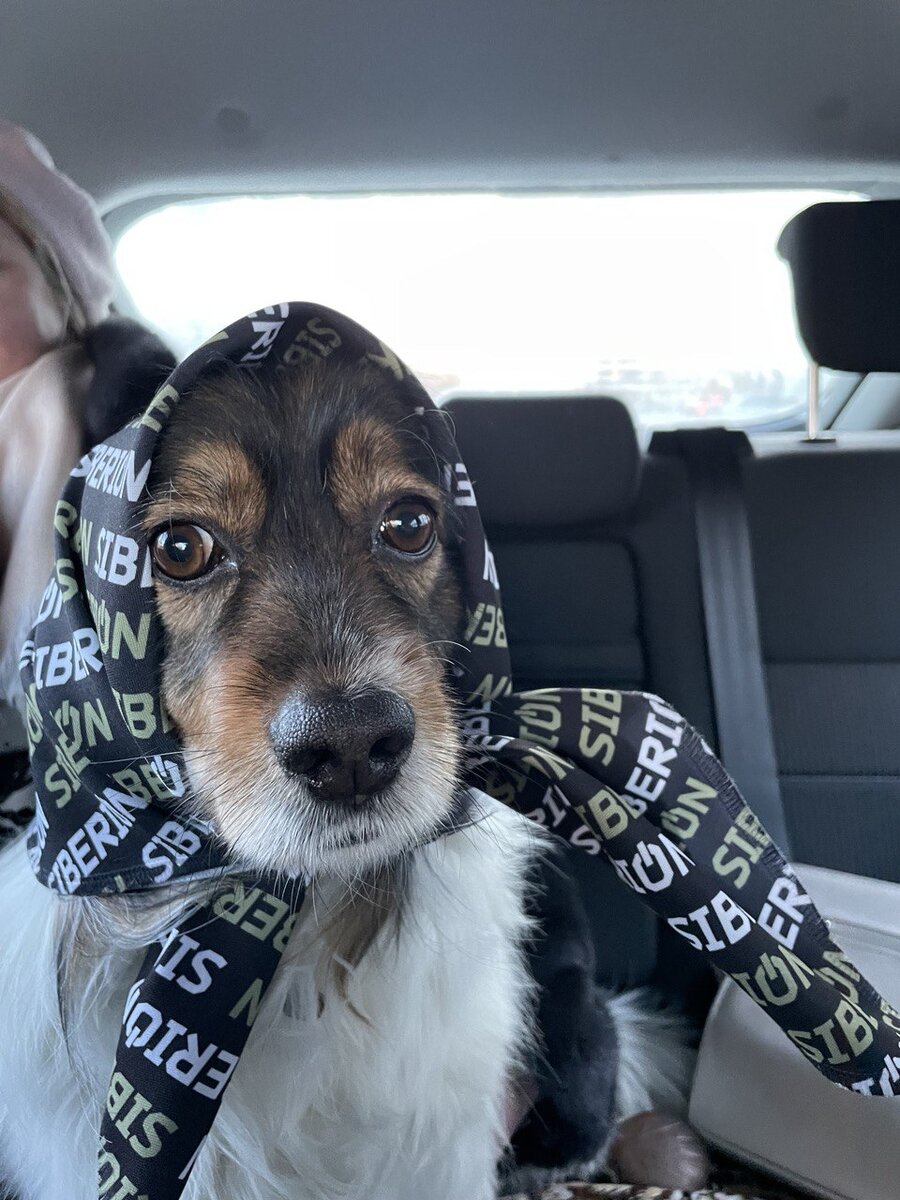 Тори - первая наша собака из приюта, которая сейчас живет в Иркутске у родителей 😊