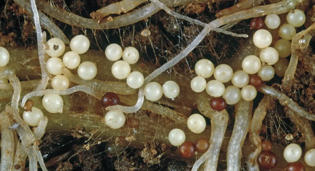 Нематоды на растениях. Цистообразующая нематода. Globodera Rostochiensis. Золотистая нематода картофеля. Бледная картофельная нематода.