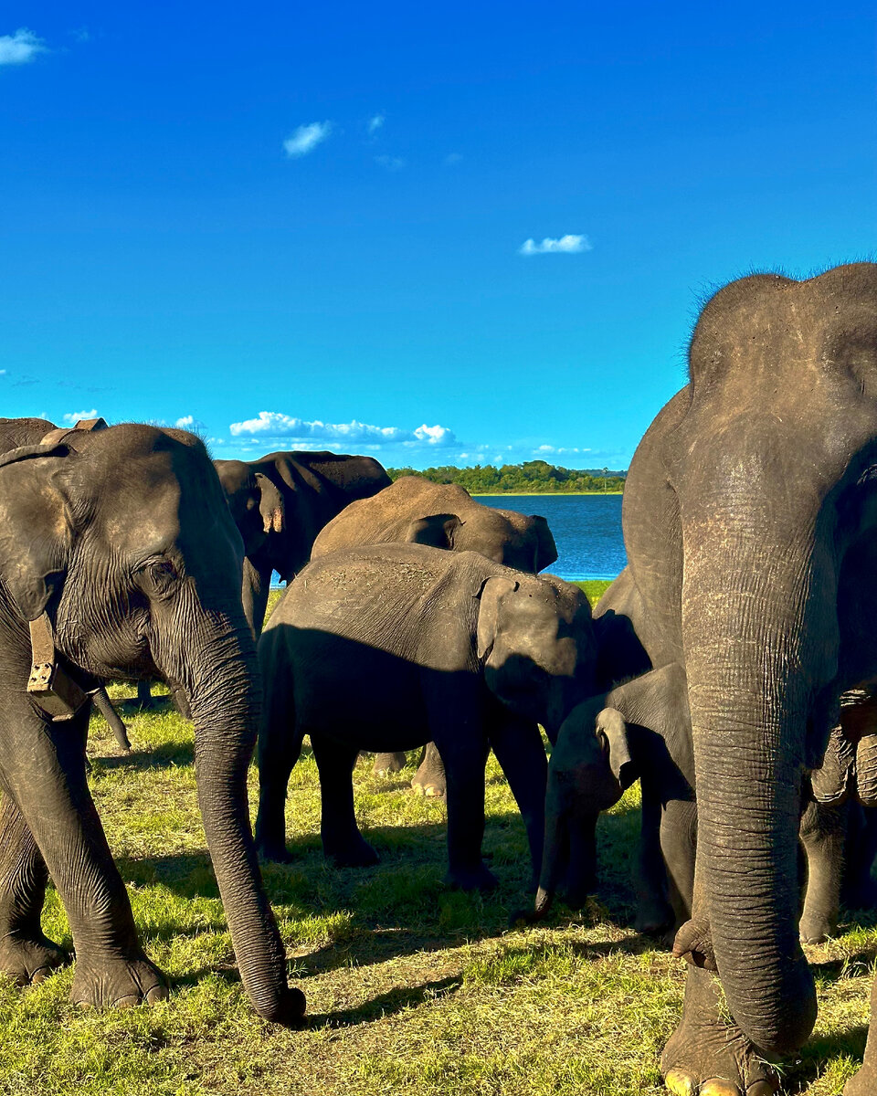 Слоны в естественной среде обитания 