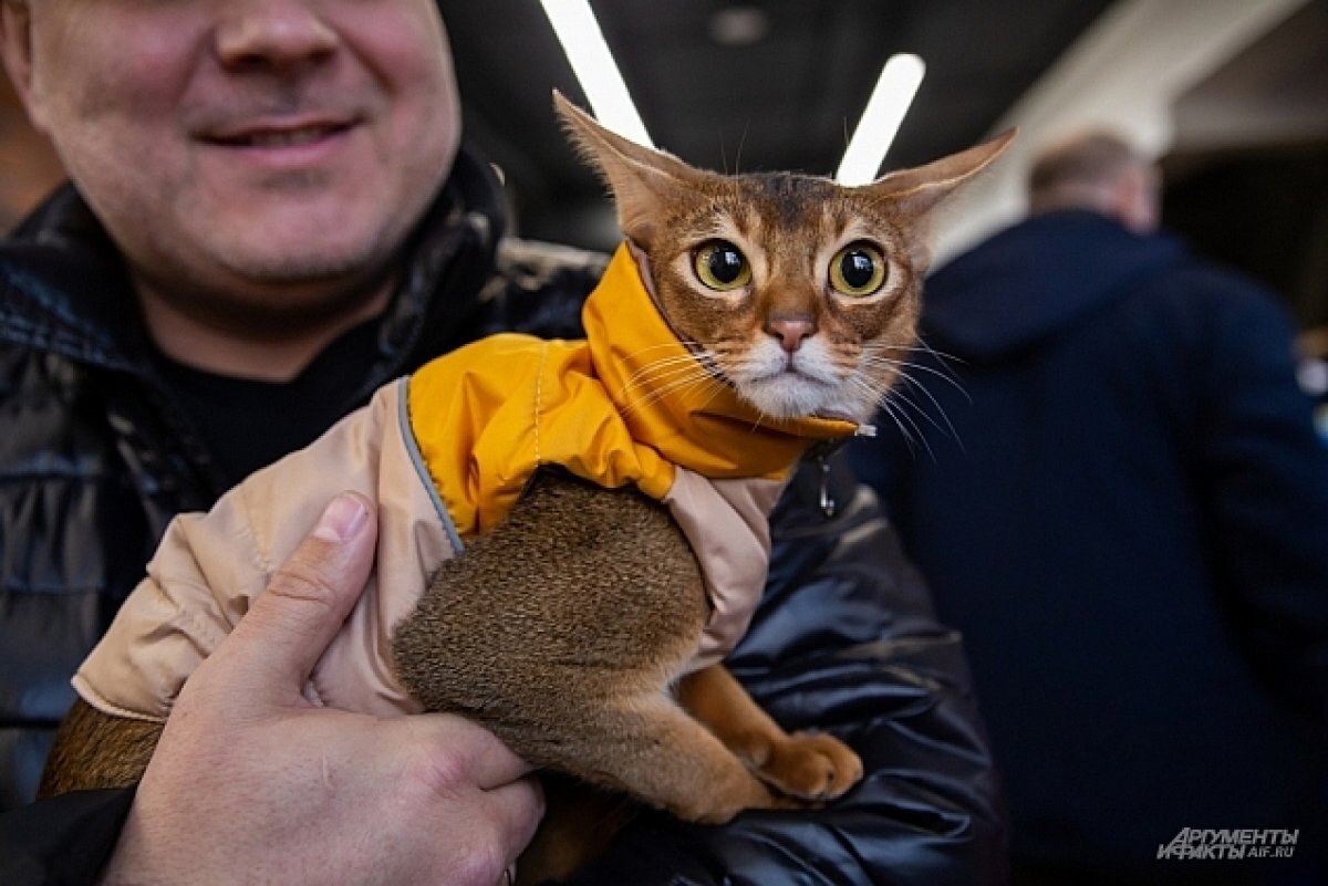    Породистых кошек показали петрозаводчанам