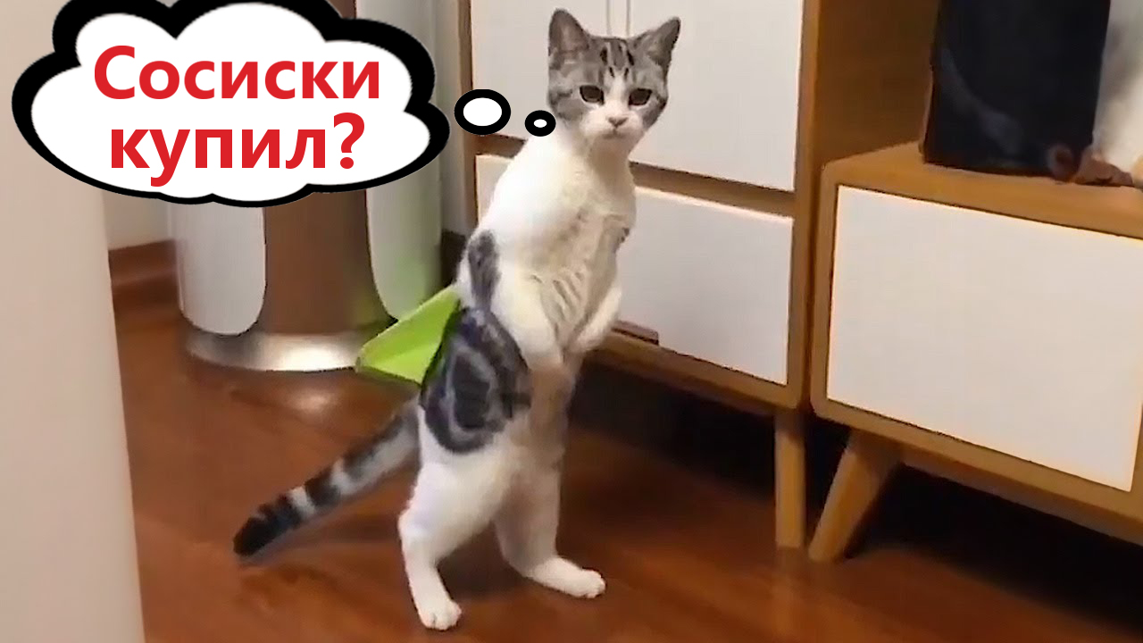 ПРИКОЛЫ С КОТАМИ! - Смешные коты С ОЗВУЧКОЙ! Самые смешные животные!