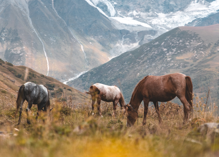 Фотограф: Tomáš Malík: https://www.pexels.com/ru-ru/photo/2990840/