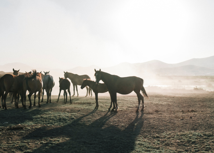 Фотограф: Feyza Yıldırım: https://www.pexels.com/ru-ru/photo/17907916/