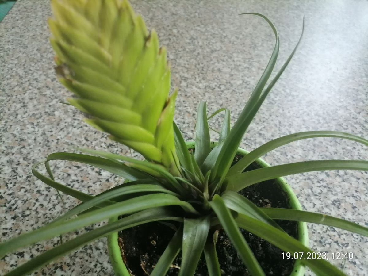 Бромелия в июле, старый колос сместился на бок, нарастает новая розетка