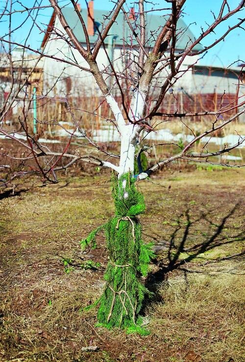 Защищаем растения 🌱 