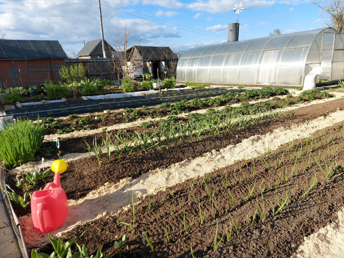 Рыхление почвы на грядках считается  тоже  сухим поливом.