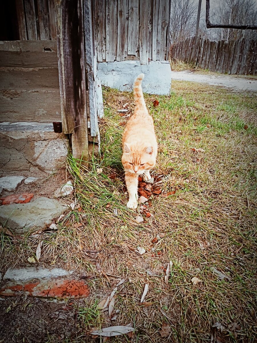 Барсик: - Мне бы ваши проблемы. Запаха она не чувствует. Главное, есть что нюхать. 