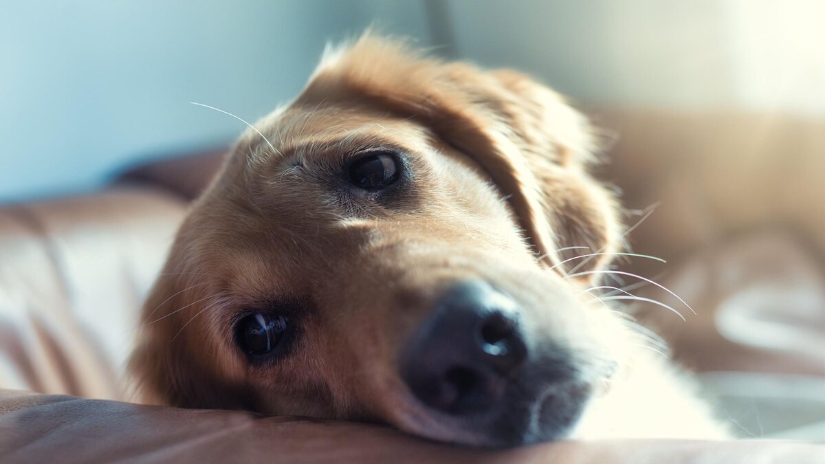    Мужчина на глаза у хозяйки задавил ее собаку: он оправдался ужасно© Unsplash | REGINE THOLEN