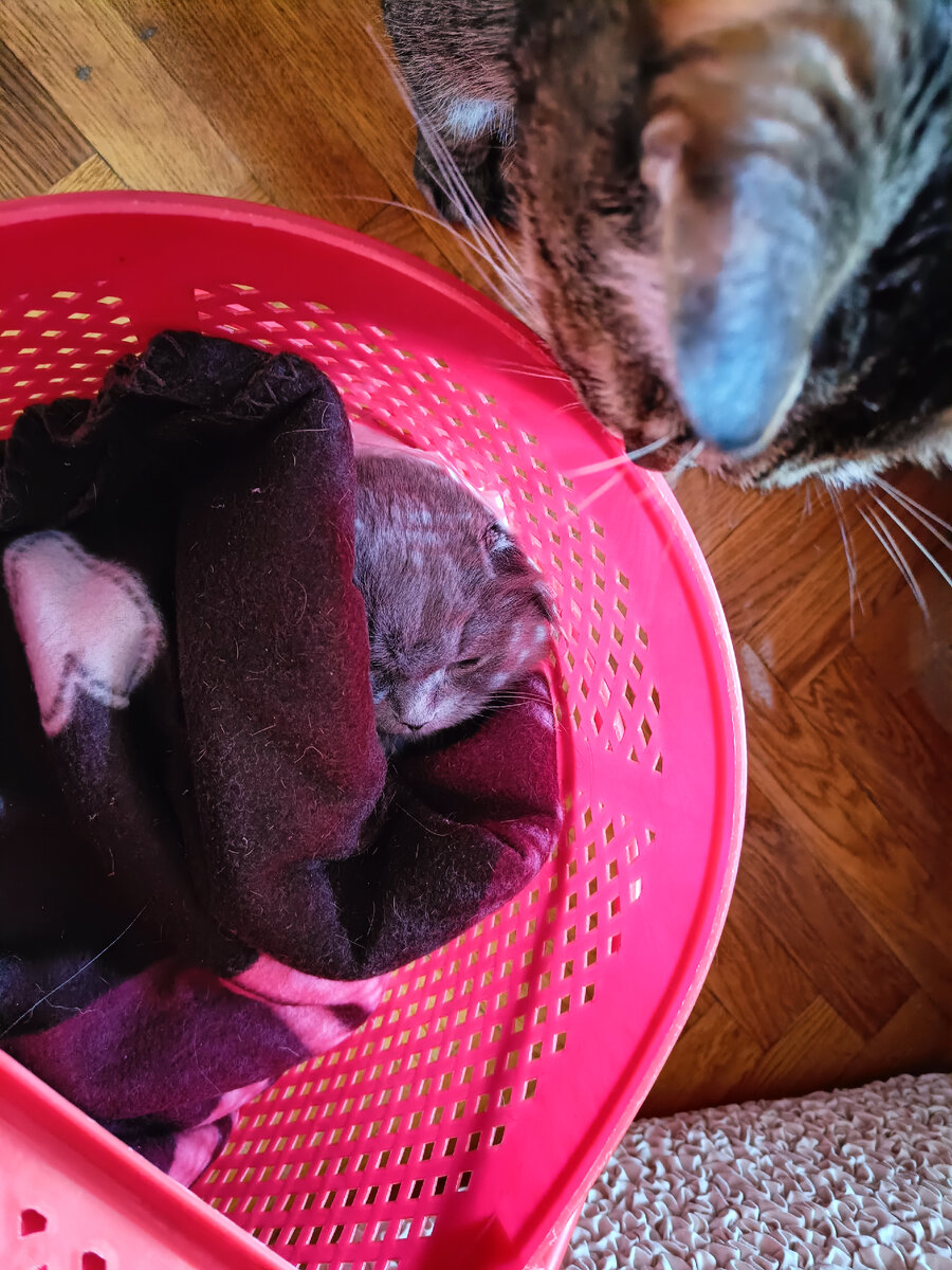 После визита с Марусей в ветклинику