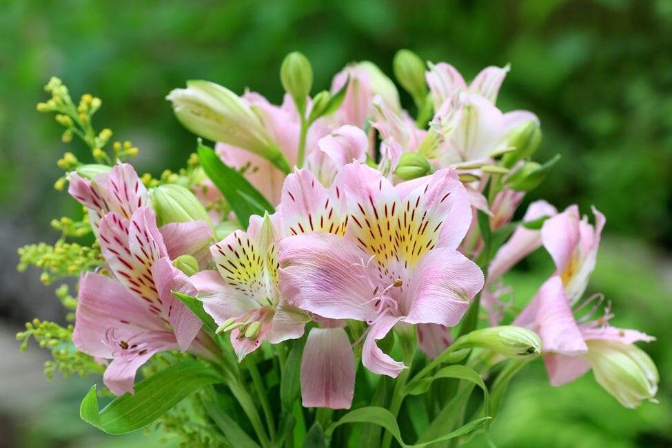 Картинка найдена на просторах интернета, ссылка https://yandex.ru/images/search?from=tabbar&img_url=https%3A%2Fi%2F.pinimg.com%2Foriginals%2Fa8%2F34%2Fа3f%2Fa83р43f81с213879b5e7bd53274cf0591a19.jpg&lr=47&pos=15&rpt=simage&text=%D1%86%D0%B2%D0%B5%D1%82%D1%8B%20%D0%BA%D1%80%D1%83%D0%BF%D0%BD%D0%BE%20%D1%84%D0%BE%D1%82%D0%BE