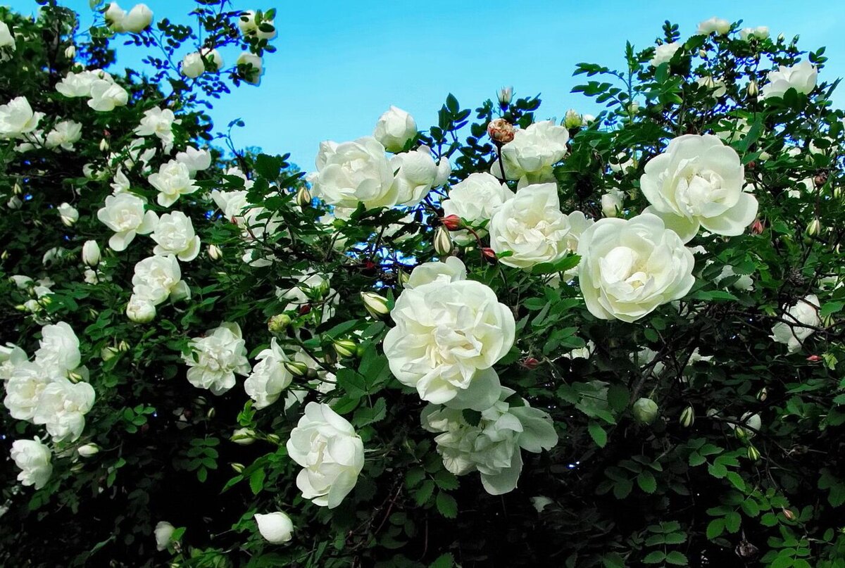 Картинка найдена на просторах интернета, ссылка https://yandex.ru/images/search?from=tabbar&img_url=https%3A%2Fi%2F.pinimg.com%2Foriginals%2Fa8%2F34%2Fа3f%2Fa83р43f82051с2879b5e7bd53274cf0591a19.jpg&lr=47&pos=15&rpt=simage&text=%D1%86%D0%B2%D0%B5%D1%82%D1%8B%20%D0%BA%D1%80%D1%83%D0%BF%D0%BD%D0%BE%20%D1%84%D0%BE%D1%82%D0%BE 