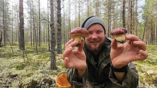 БЕЛЫЕ ГРИБЫ. ГРИБНИК ЗАШЁЛ В БОР И ОБАЛДЕЛ. НАЙДЕНО МНОЖЕСТВО БОРОВИКОВ. СОБИРАЮ БЕЛЫЕ ВЁДРАМИ