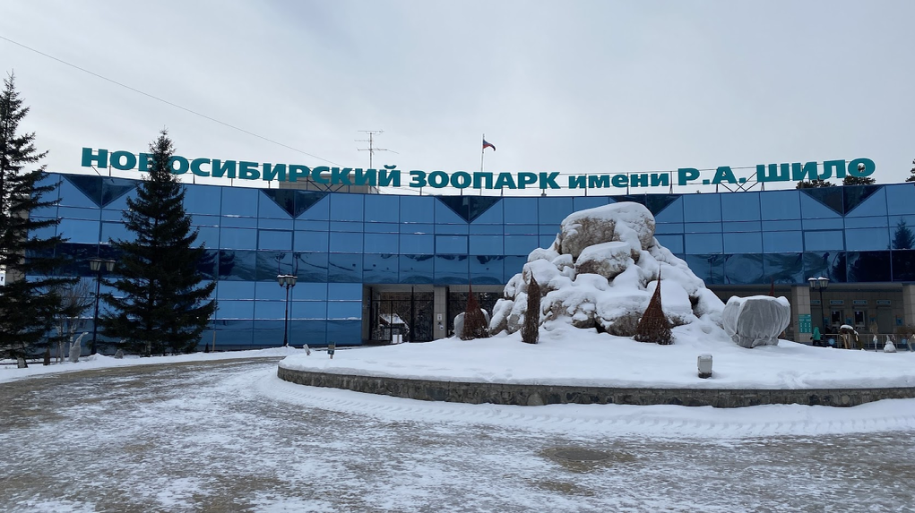 Зоопарк новосибирск рисунок