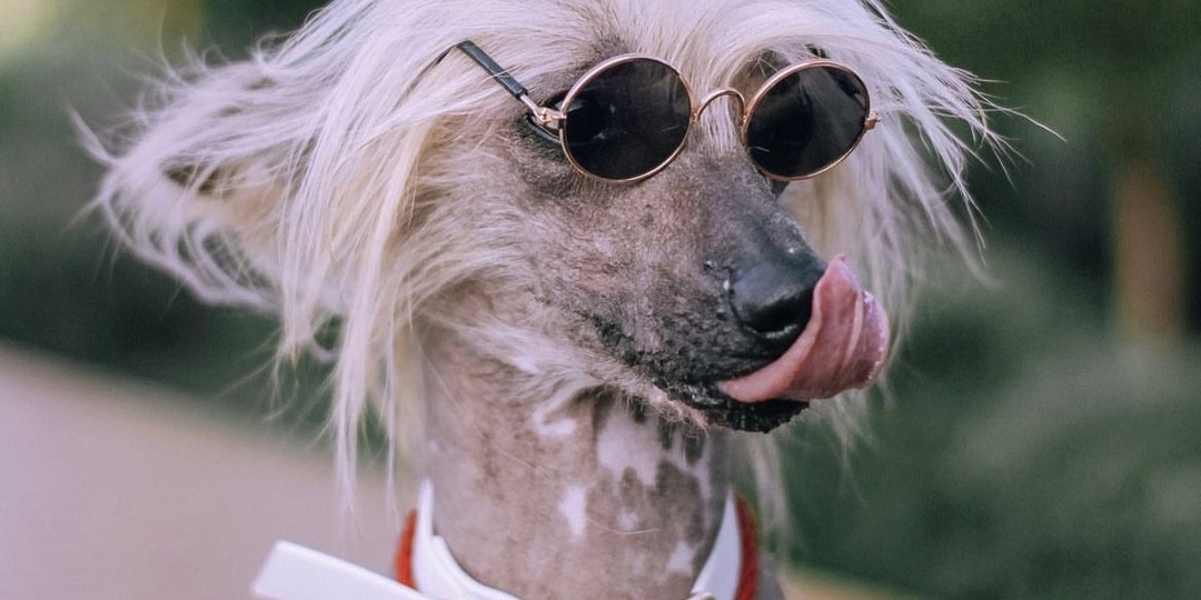 Я УСТАЮ ОТ СВОИХ СОБАК! ЭТО НОРМАЛЬНО?