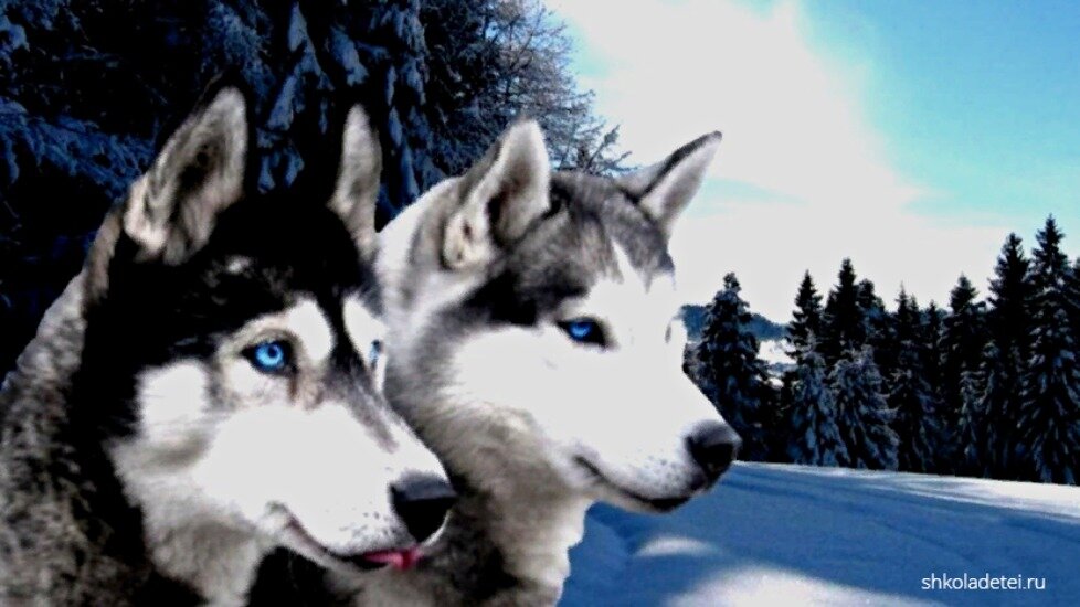 Собаки породы сибирские хаски