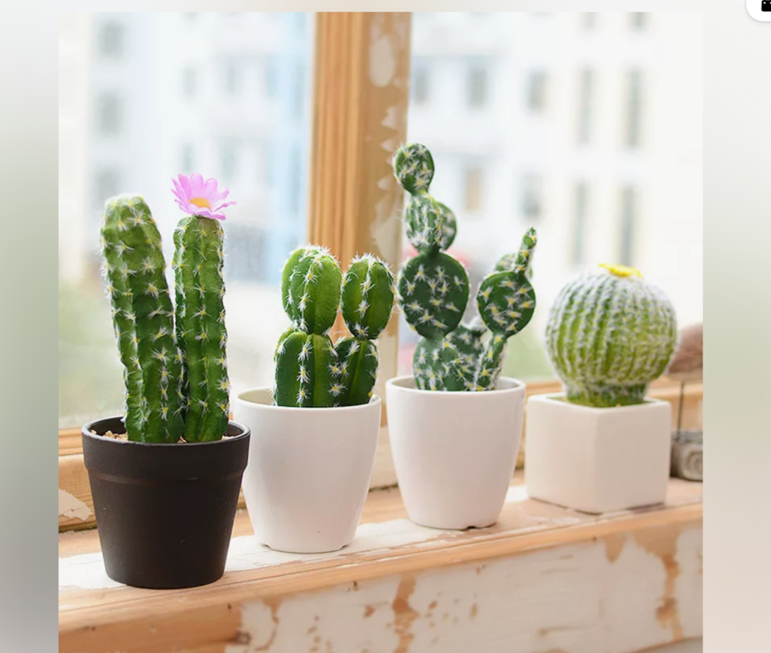 Cactaceae Кактус икеа