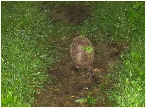 И только пятки сверкнули его! Личное фото.