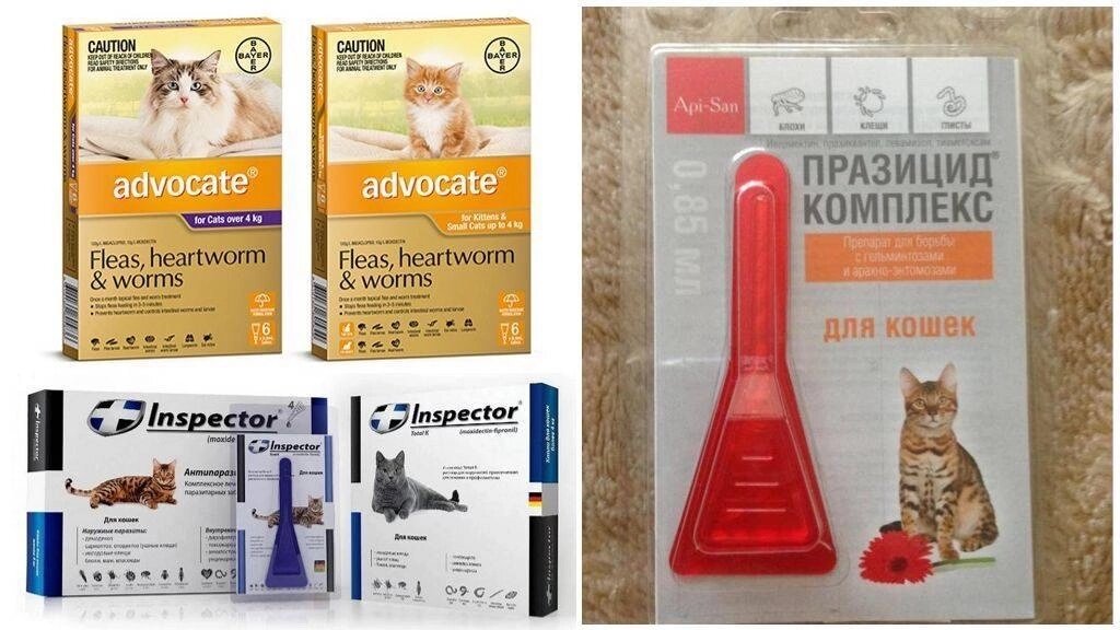 Волонтер до сих пор не провела полную обработку у котиков Блог #Мими_кися Дзен